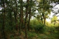 Rezervatia-naturala-Padurea-Garboavele-20110128134419.jpg