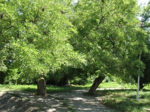 Img 0007.jpg