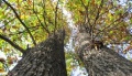 Thumbnail for version as of 06:49, 21 October 2014