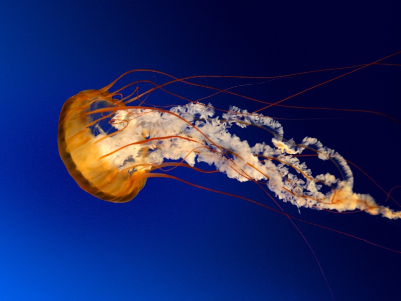 File:Jellyfish.jpg