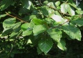 Thumbnail for version as of 11:40, 21 October 2014